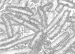 bacterium Àwọn Ojúewé Àwọ̀ Tí A Tẹ̀wé